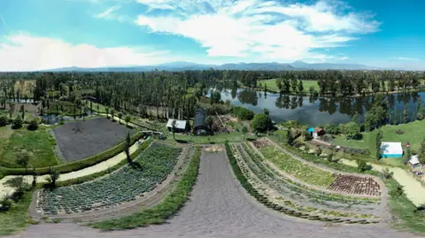 David Schneider The scene shows a green, farmed landscape with waterways running through it. There are small, traditional farms called chinampas in the foreground and mountains in the background. This is the native habitat of the Mexican axolotl
