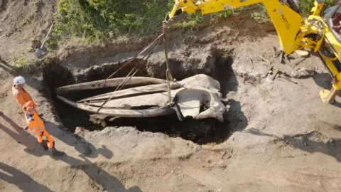Whale skull is lifted from the ground by a crane