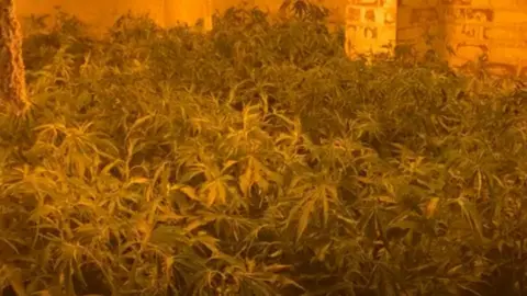 South Yorkshire Police A room densely packed with tall, leafy plants that appear to be cannabis. The plants have long, narrow leaves and are growing closely together, filling most of the visible space. The room has brick walls that show signs of discoloration or wear. The lighting casts a strong yellowish hue across the scene.
