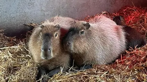 Hoo Zoo and Dinosaur World Cinnamon and her brother Churro are sat together on straw 