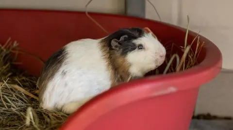 Blue Cross A mostly-white guinea pig, with some patches of brown and black, is sat in a pile of hay in a red rub. 