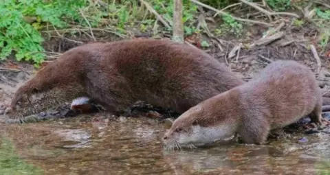 Two otters dipping their feet and noses into a river. They are both brown but one is bigger and darker than the other