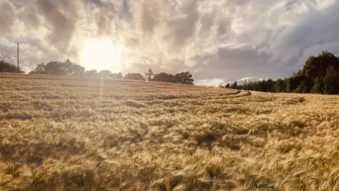 TAG A golden field of corn is illuminated by the setting sun. There are clouds in the sky above. On the horizon you can see trees and telegraph poles.