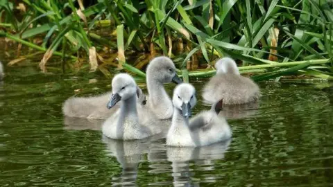 BBC Weather Watchers/Matt Several grey ducklings bob on the water in front of green grass.