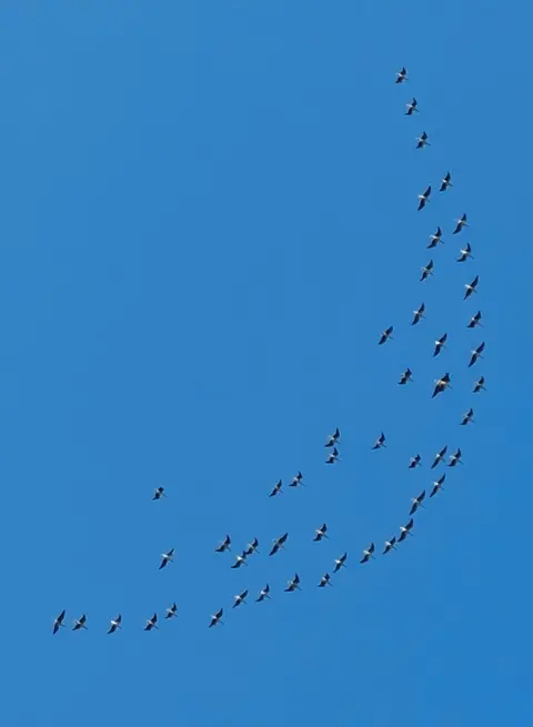 Aleksandra Wielgus A flock of birds set against a blue sky