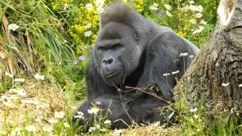A large silver back gorilla sat next to a tree and surrounded by grass and flowers