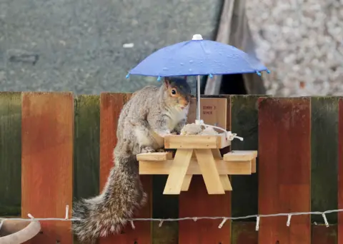 Dennis Swanson Squirrel perched on a miniature wooden bench, sheltered under a miniature blue umbrella. There is food on the small table and a sign above it saying 'Denny's Diner'