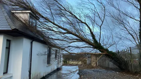 A white house with a black roof has a brown trunk leaning on the side of it. The grey metal fence is bent, which the tree has fallen through. 