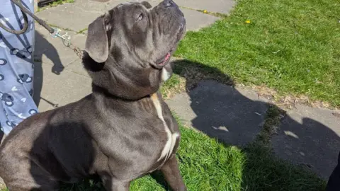 RSPCA A black dog on a leash outside