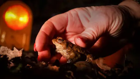 Rod Kirkpatrick/RKP Photography A toad being handled by a volunteer