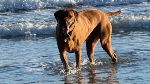 A Rhodesian Ridgeback dog is standing in the sea up to its knees with waves washing in behind it. The dog is panting and is wearing a collar.  