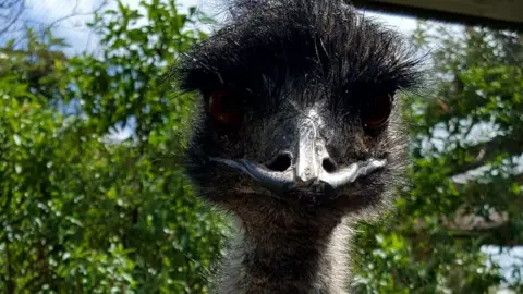 Chloe Drew A close-up image of a black-haired emu looking directly into the camera, with dark brown eyes and a shiny black beak. There is green foliage and a blue sky out of focus behind the bird.