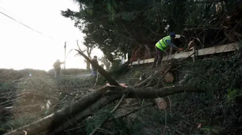 Picture of a tree down in Feighcullen townland, County Kildare