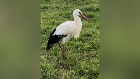 USPCA A white stork standing on grass, the bird has white feathers with a black tail and long brown legs and a long orange beak.
