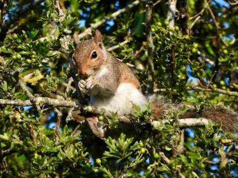 BBC Weather Watchers/Early Bird A squirrel sat on a branch surrounded by green leaves, holds its paws in front of its head.