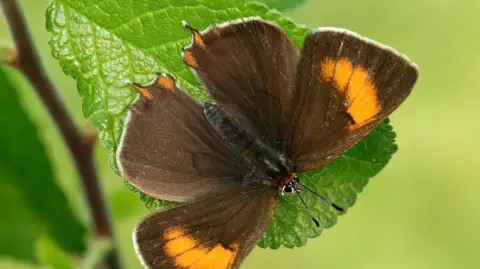 Iain H Leach Brown hairstreak butterfly pictured on a leaf. It has brown wings with an orange stripe across, and a black body.