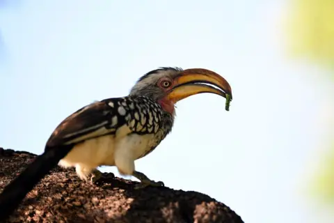 JOHAN RYNNERS / GETTY IMAGES A bird stands on a rock, holding an insect in its bill.