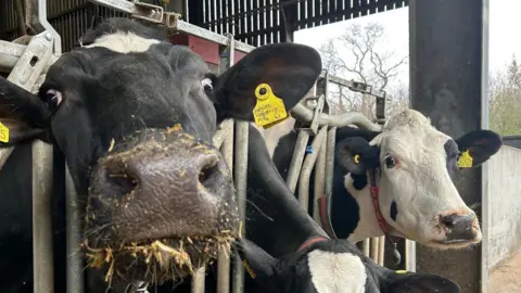 BBC A cow with it's nose covered in straw looking curiously into the camera. Another behind it also looks in the direction. They are in a barn.