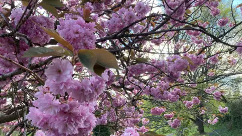 BBC Pink blossom on a cherry tree in a Kent park