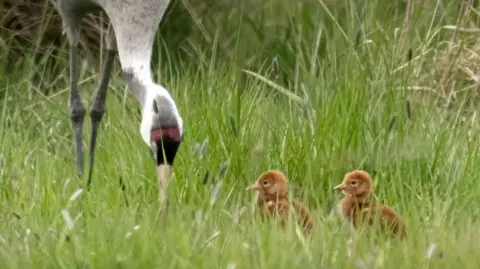 A crane and its two chicks are seen in tall grass. The crane is reaching into the grass with its long beak.