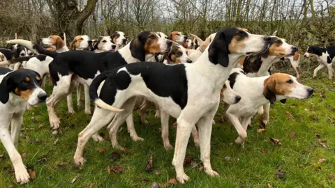 BBC A pack of foxhounds is standing on a grass verge in front of a hedgerow in the Cumbrian countryside