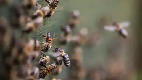 A close up of bees swarming together in a hive.