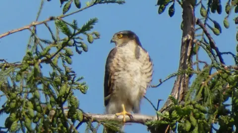 General view of a male sparrowhawk bird in a large cedar tree against a clear blue sky.