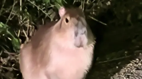 Sarah Devine A slightly out-of-focus shot of Samba the capybara in the dark, illuminated fom the front by artifical light.