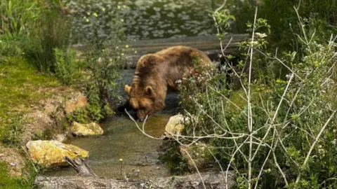 A bear in an enclosure with a waterway, grass and trees