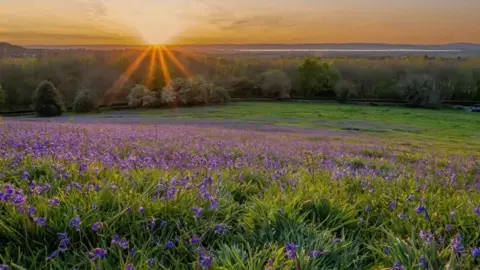 Fi Reddaway A slope covered in bluebells overlooks a valley as the sun sets on it.