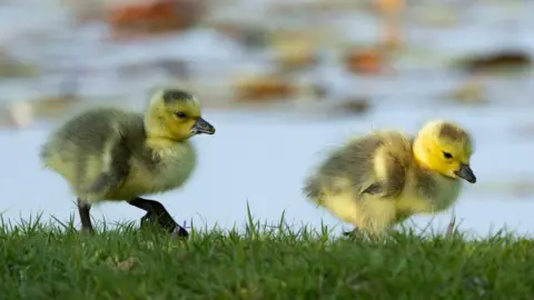 WEDNESDAY - Two cute fluffy yellow duckings on grass next to a body of water in Lyndhurst