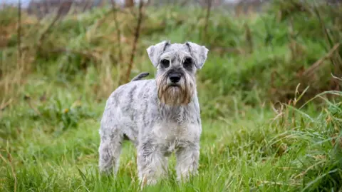 Jonathan Sterritt Pet Photography A wet grey dog standing in a grass field. The sky can be partly seen through a fence in the background.