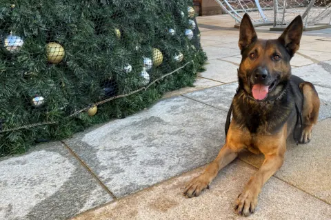 PSNI A German Shepherd lies in front of a large outdoor Christmas tree