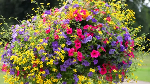 Shrewsbury Town Council A hanging basket full of yellow, purple and pink flowers