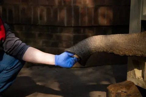 FOUR PAWS / EPA Seekor gajah mengambil makanan yang dipersembahkan kepadanya dari tangan seorang pria.