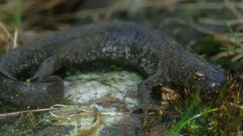 A great crested newt