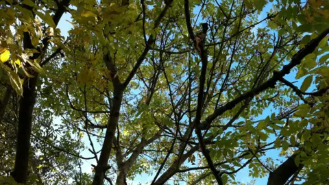 Many tree branches with green leaves. In between the branches is the blue sky.