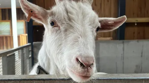 Jerome a white goat with long horns looks into the camera from his pen at Ouseburn farm. 