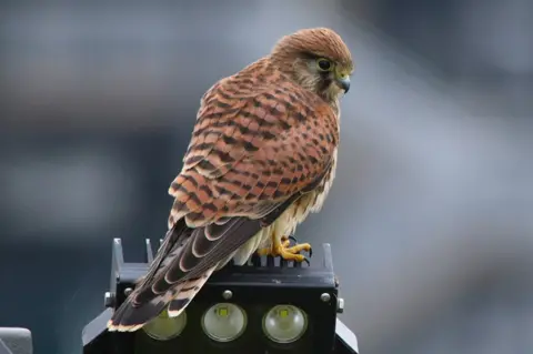 Wild Fifer A kestrel perched on top of a black metal fixture containing three circular lights.