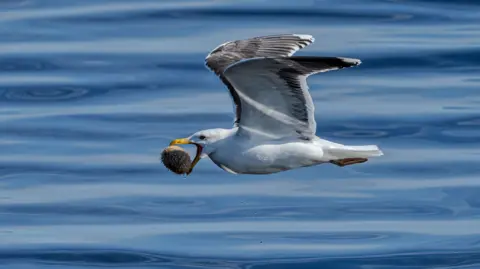 Keith Morrison A seagull in full flight with a sea urchin held in its beak