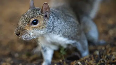 BBC/Tony Jolliffee A close-up image of a grey squirrel, with its slightly gingery face and white chest