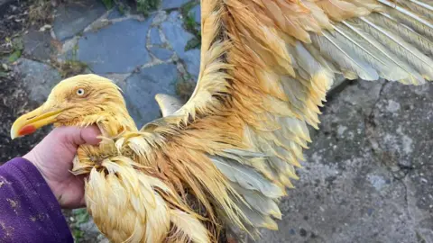 MANX WILD BIRD AID A bird with its wing spread out, with feathers that are yellow and orange, being held by the neck.