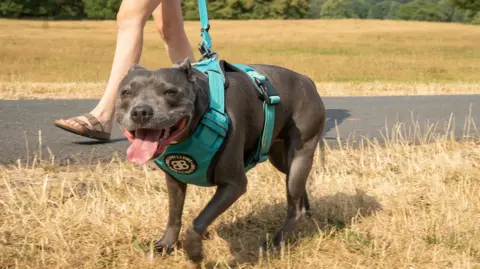 Staffordshire County Council A Staffordshire bull terrier being walked on a blue harness on a patch of grass with its owner wearing flip flops alongside it.