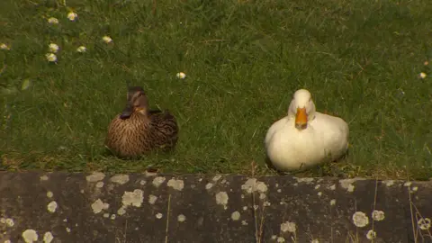 Two ducks sitting on a patch of grass next to a canal. The bird on the left has brown feathers and a dark beak. The bird on the right is white with an orange beak.