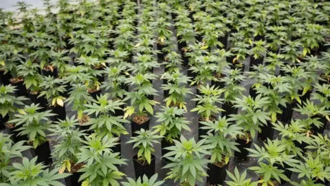 Cannabis seedlings