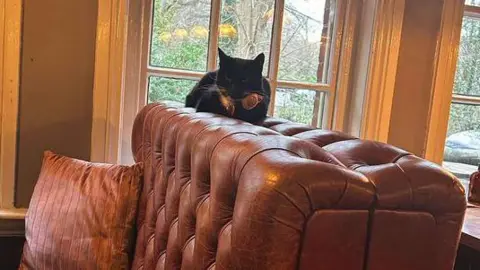 Michael Hardy A black cat sitting on top of a pub booth which is cushioned with brown leather.