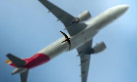 Jack Crockford A brown swift glides beneath a passenger airplane, their similar wing shapes echoing each other against the blue sky. 