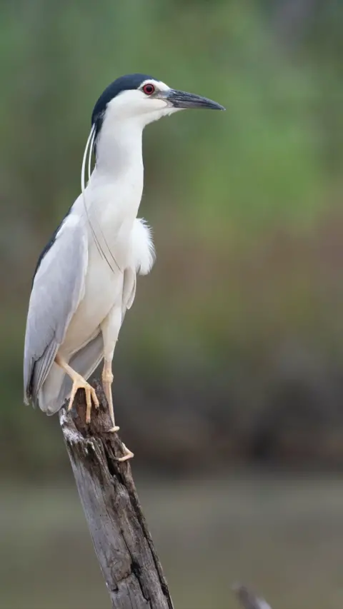 A black crowned heron sitting on a stick. 