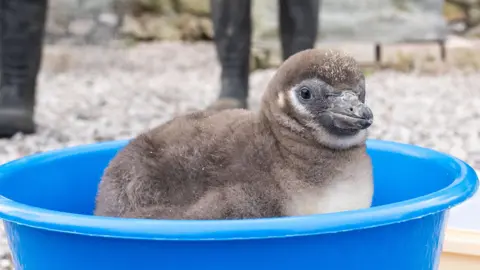 Penguin chick in bowl for weighing