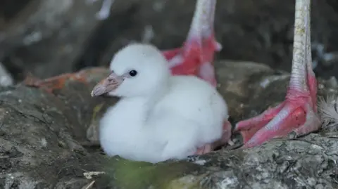 A baby flamingo with white plumage. It is sat in a mud nest and the feet of an adult flamingo can also be seen next to it.